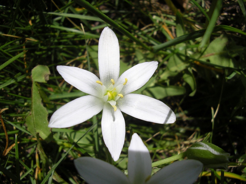 Ornithogalum umbellatum